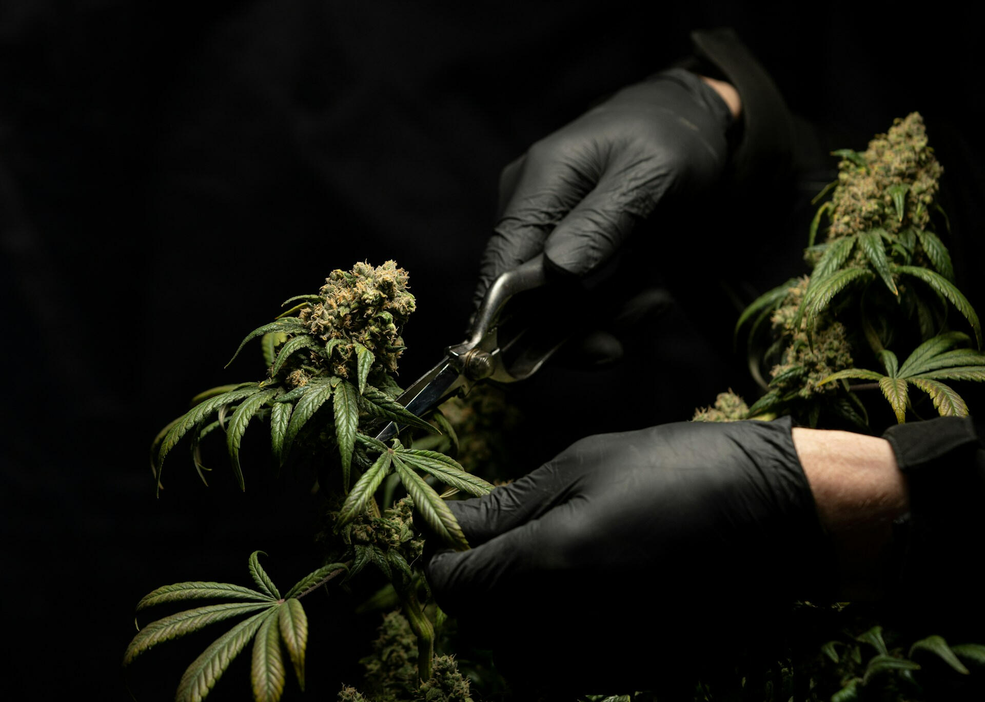 Foto de CRYSTALWEED cannabis na Unsplash. processo legal para acesso à cannabis medicinal